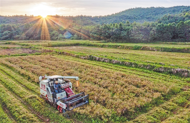 市九派城鄉(xiāng)集團(tuán)下屬九派農(nóng)墾公司2024年油菜籽銷售項(xiàng)目詢價(jià)公告